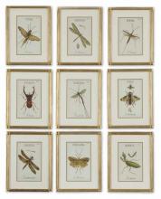 INSECT COLLECTION