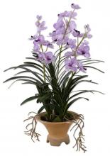 BLUE-BLOODED NOBILITY ORCHID